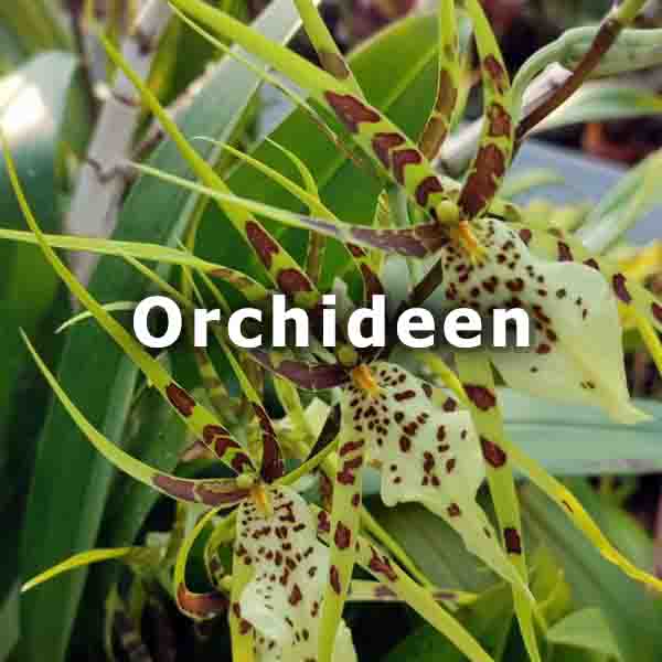 Bromelio Pflanzenraritäten Orchideen