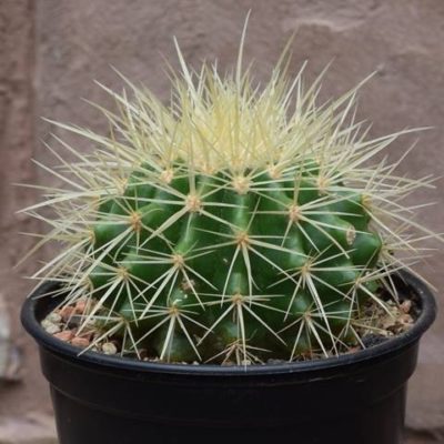 Schwiegermutterstuhl-Echinocactus-grusonii