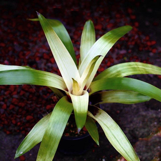 Vriesea erythro dactylon variegata