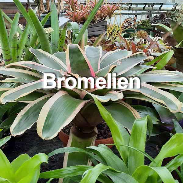 Bromelio Pflanzenraritäten