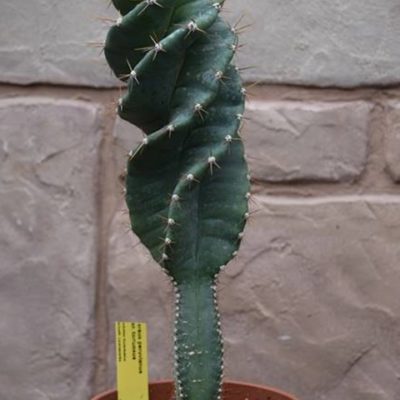 cereus-forbesii-spiralis